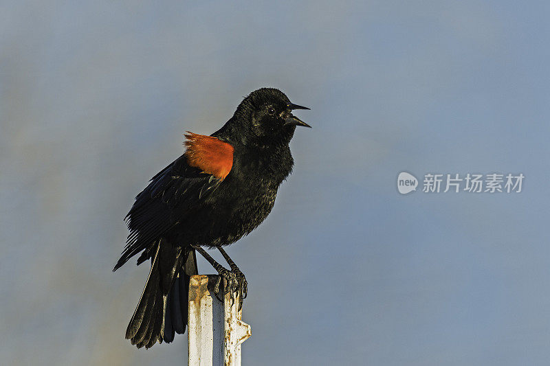 红翼黑鹂(Agelaius phoenicus)是黄鹂科的一种雀形目鸟类，在北美大部分地区和中美洲大部分地区都有发现。